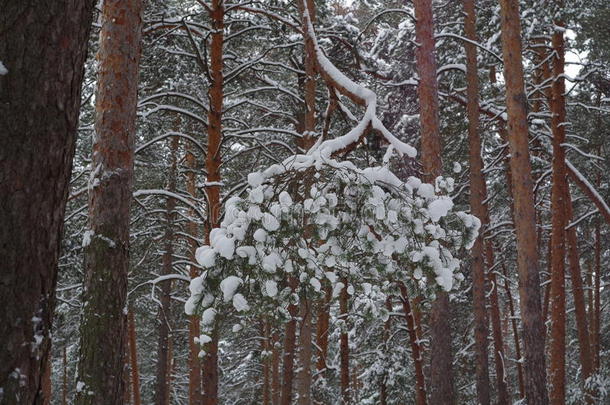 分支十二月二月森林霜