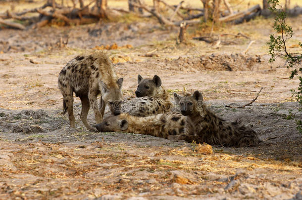斑点鬣狗家族