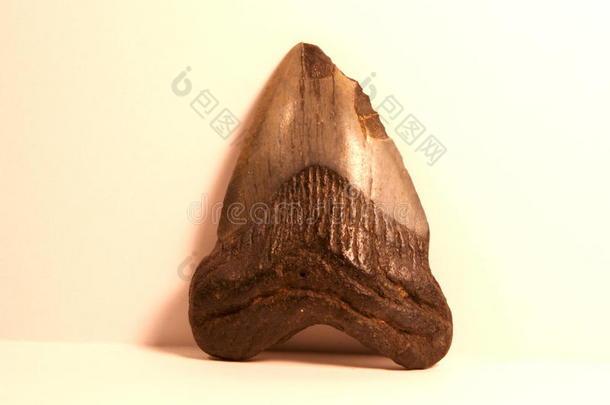化石伟大的大的鲨鱼牙齿
