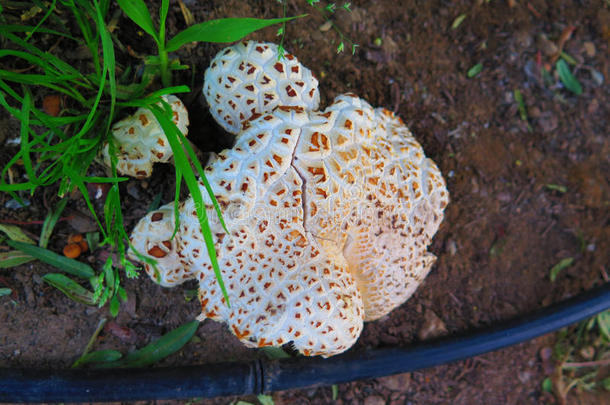 一丛蘑菇