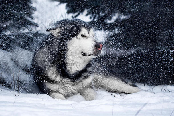 森林中的阿拉斯加雪橇