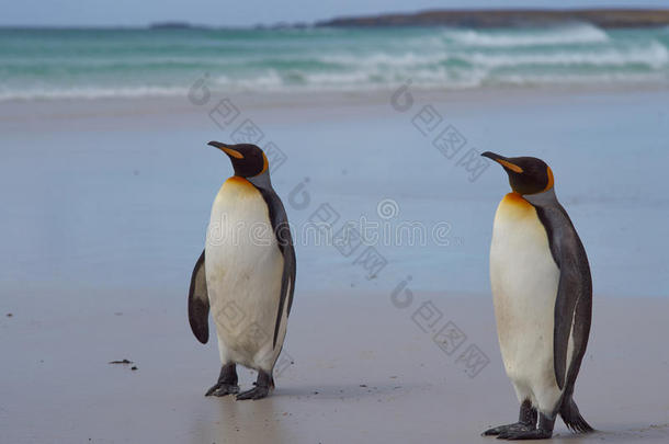 金企鹅-福克兰群岛