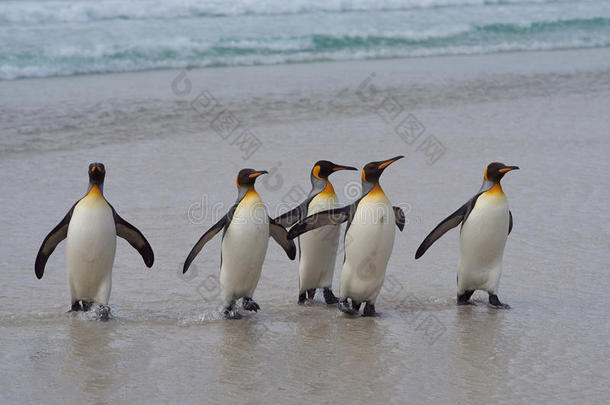 金企鹅-福克兰群岛