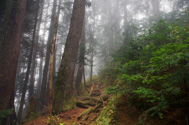 在加拿大不列颠哥伦比亚省西摩山森林中拍摄的雾状镜头
