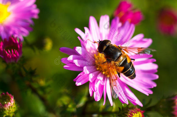 紫色花朵上的蜜蜂。 场的浅深度