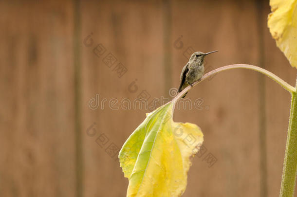 安娜的蜂鸟坐在黄色的向日葵叶上，背景是木栅栏