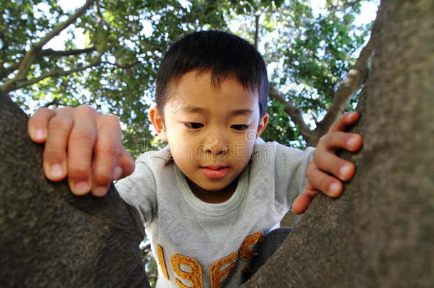 日本男孩<strong>爬树</strong>