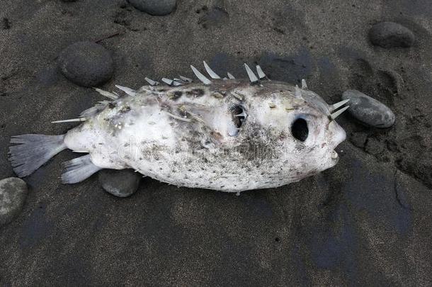 死河豚鱼被冲到海滩上