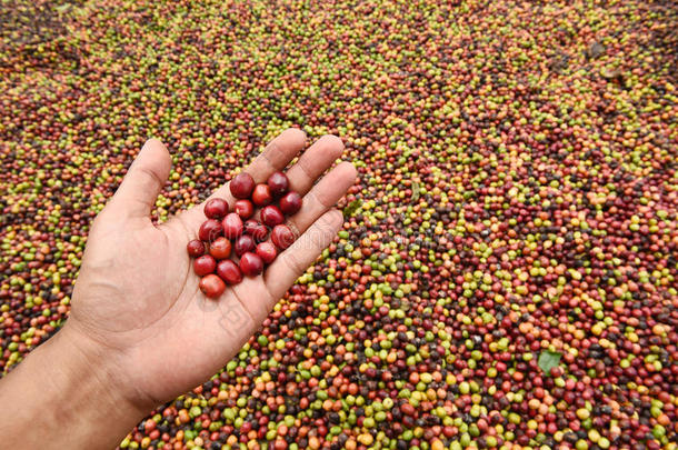 绿色咖啡豆在手，红色浆果咖啡
