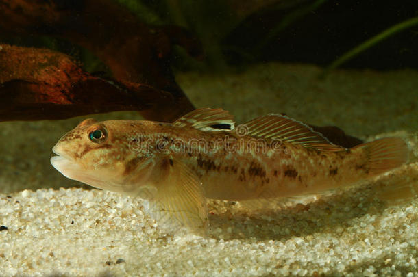 水族馆水生的鸭子环境欧罗巴