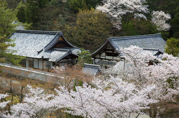 京都樱花季节。