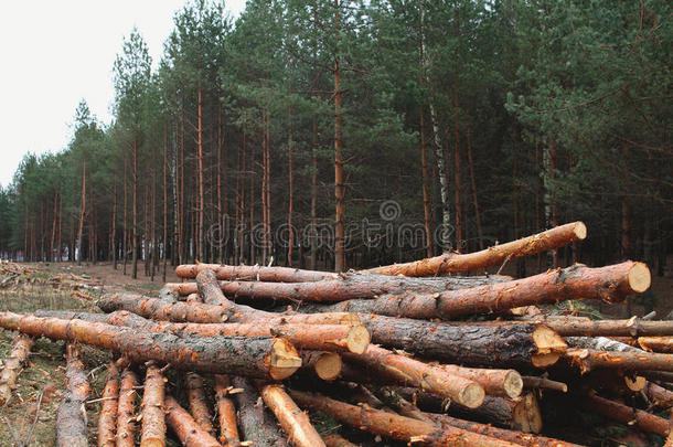 环境，<strong>自然</strong>和砍伐<strong>森</strong>林-砍伐<strong>森林中</strong>的树木