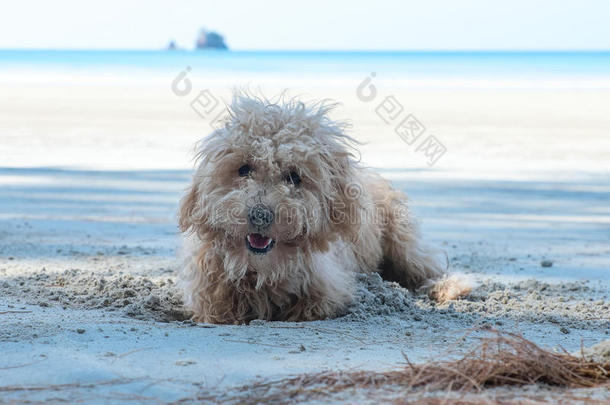 狗在沙子上挖洞