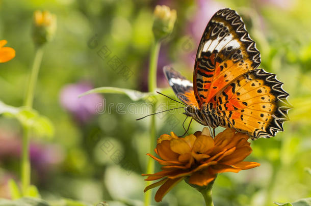 橙色花上有黑色橙色翅膀的蝴蝶