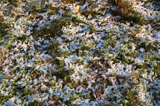 草透过冬天的第一次降雪偷看出来