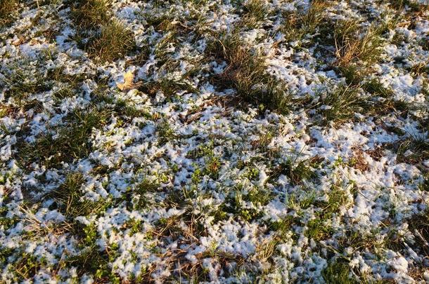 草透过冬天的第一次降雪偷看出来