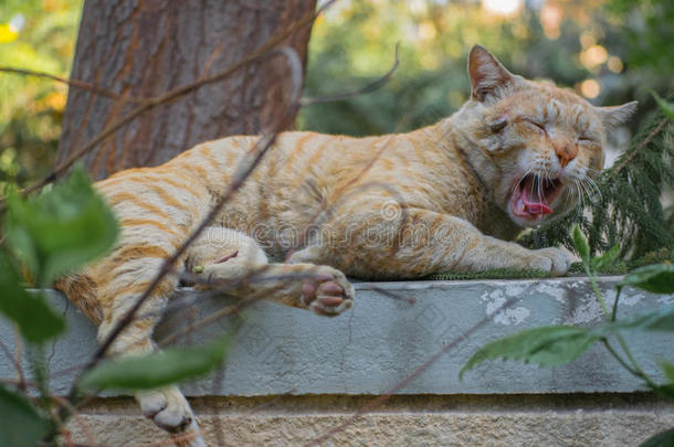 动物猫城市宠物睡觉