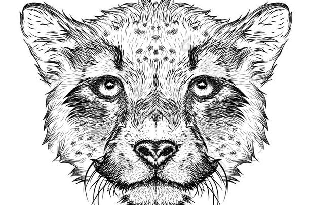 手绘猎豹肖像。 手绘矢量插图