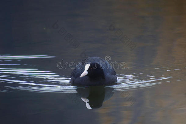 水中的黑色鸭子