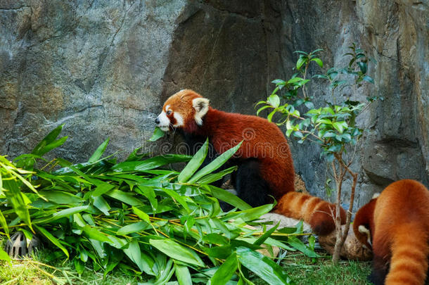 可爱的<strong>熊猫吃竹子</strong>