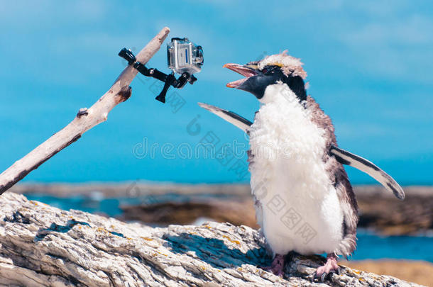 新西兰凯库拉的一只蜕皮的黄眼睛企鹅和照相机