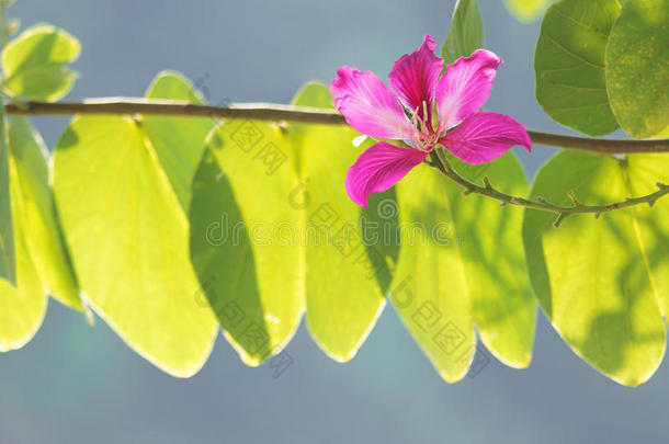 蝴蝶树，兰花树，紫色<strong>紫荆花</strong>美丽的粉红色流