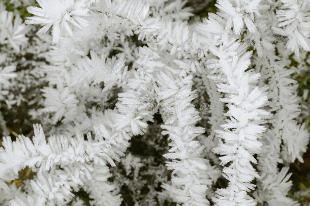 草枝上霍夫罗斯特雾凇冰的特写