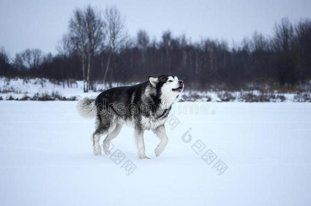 森林中的阿拉斯加雪橇