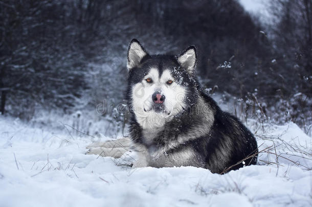 森林中的阿拉斯加雪橇