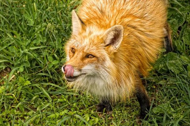 美国人动物特写镜头耳朵狐狸