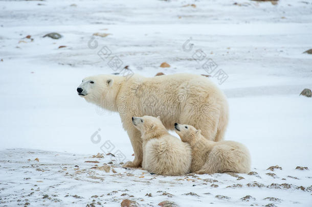 动物北极的婴儿熊食肉动物
