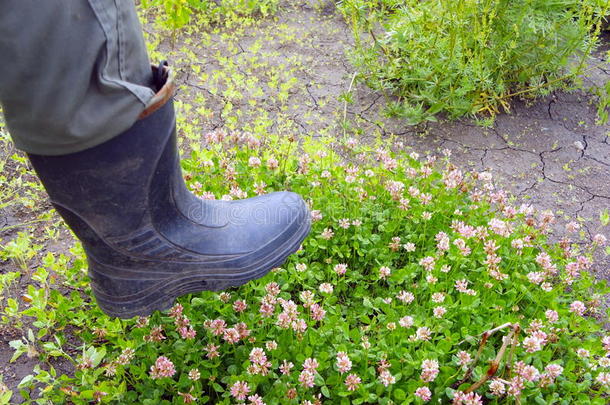 脚踩着橡胶靴践踏花朵