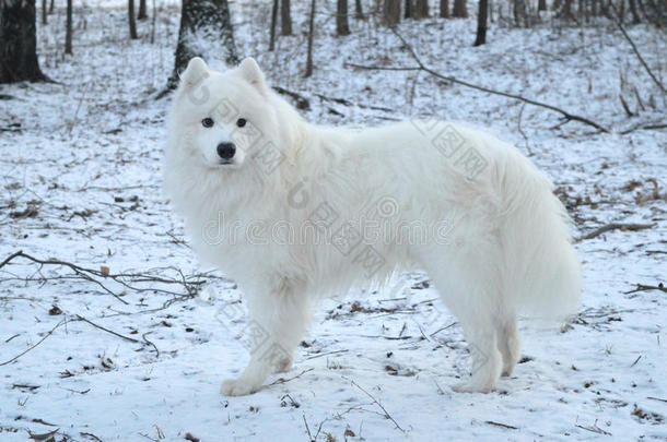 美丽的白色萨摩耶狗