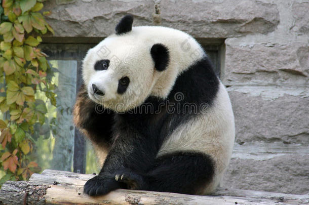 中国。 北京动物园的熊猫