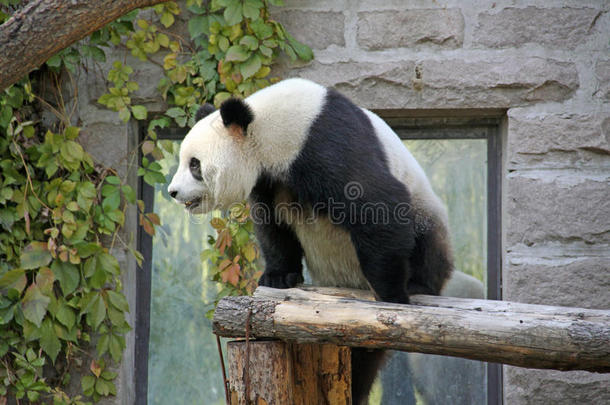 中国。 北京动物园<strong>的</strong>熊猫