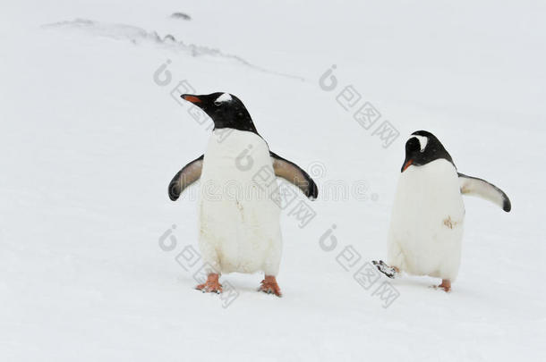 动物南极南极洲行为鸟
