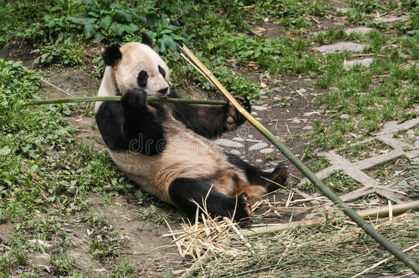 <strong>大熊猫</strong>保护研究中心雅安，碧峰峡<strong>基地</strong>，中国