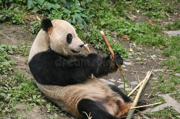 <strong>大熊猫</strong>保护研究中心雅安，碧峰峡<strong>基地</strong>，中国