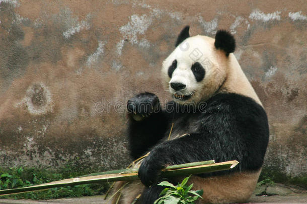 大熊猫保护研究中心<strong>雅安</strong>，碧峰峡基地，中国