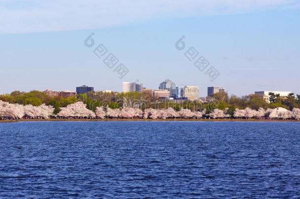 樱花围绕潮汐盆地与郊区的建筑背景在华盛顿特区，美国。