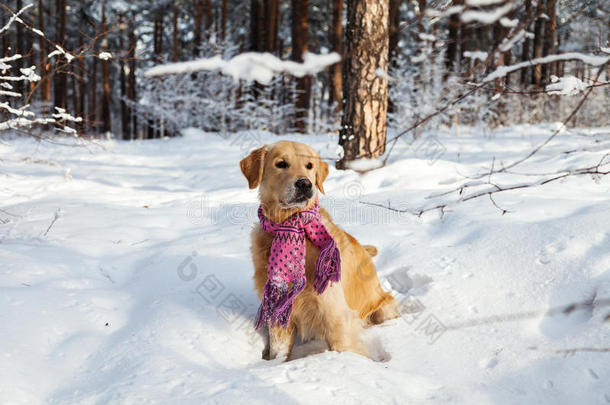 穿着粉红色围巾的金色猎犬穿过雪地