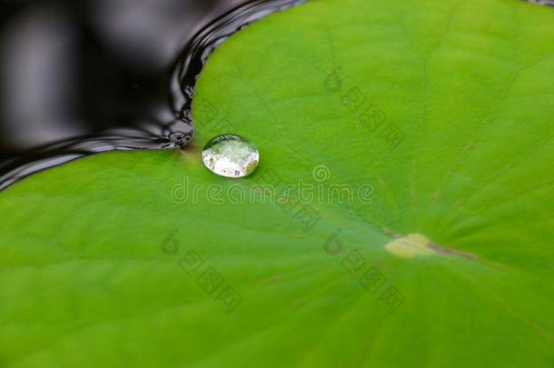 背景黑色<strong>植物</strong>的<strong>露珠</strong>滴