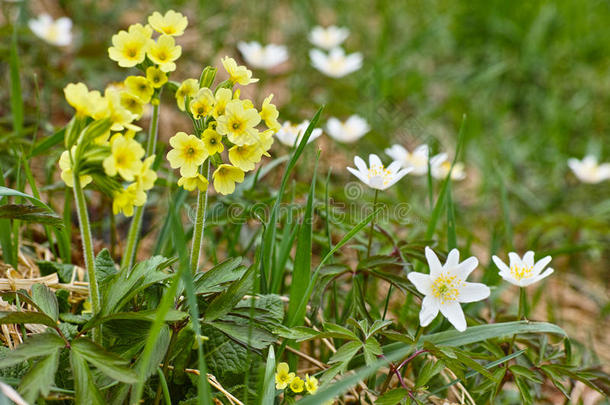 浴室银莲<strong>花开</strong>花盛开<strong>花开</strong>