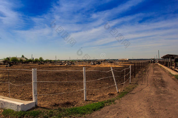 黑白相间的奶牛在户外围栏里吃栅栏后面的干草