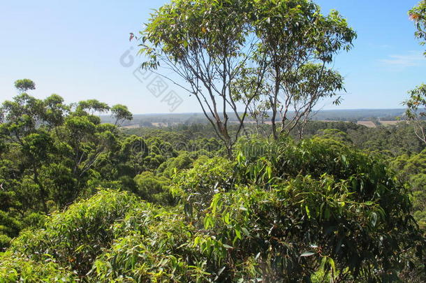 戴夫·埃文斯两百周年树，在澳大利亚西部沃伦国家公园