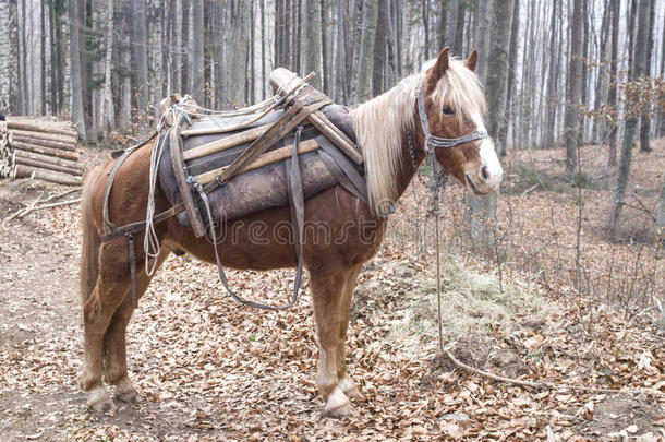 棕色的马，在森林里有黄色的鬃毛和马鞍