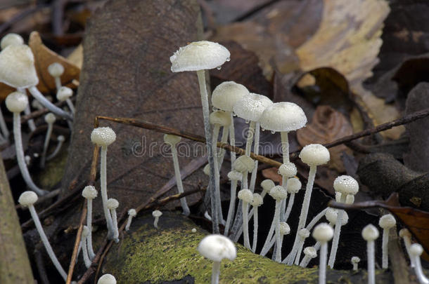 森林地板上的真菌