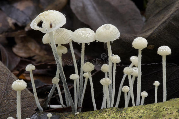 森林地板上的真菌