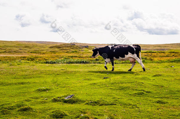 母牛在多云的天空下走在草地上