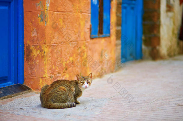 可爱的塔比猫在埃萨乌拉，摩洛哥的<strong>一条街</strong>上